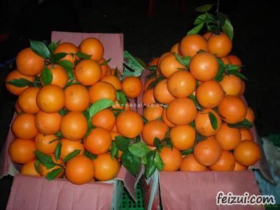 石门柑橘