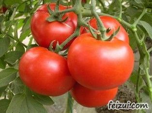 金塔番茄